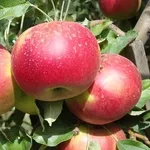Плодоносящие яблони Айдаред. Крупномеры яблонь в Алматы 10000 тг.