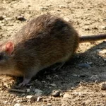 уничтожение крыс и мышей в Алматы