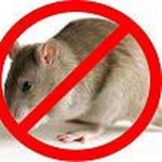 Борьба. Уничтожение мышей в Алматы и Алматинской области