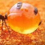 Борьба и уничтожение муравьев в Алматы и Алматинской области