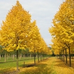 Саженцы хвойных и лиственных деревьев из Пятигорска