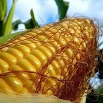 Высокоурожайные гибриды кукурузыПионер/Pioneer. Гибриды Венгрия