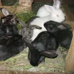 продам кроликов породы советская шиншилла