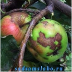 Осенняя противогрибковая обработка плодовых деревьев в Алматы