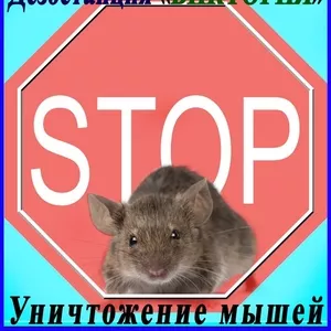 Дезостанция«ВИКТОРИЯ»,  уничтожение  мышей в Алматы и области.