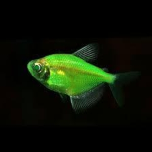 флуаресцентные светящиеся рыбки(каждая 10 бесплатно) 