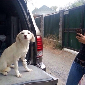 Отдается в добрые руки беленький щенок