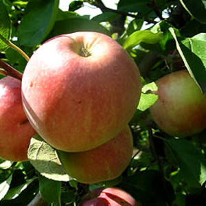 Продам саженцы яблони 