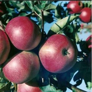 Яблони,  саженцы более 31 сорта карлики и полу карлики!