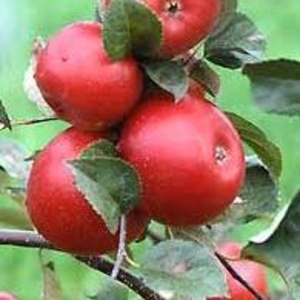 Саженцы яблонь,  груш и вишни карлики и полукарлики !