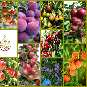 «Саженцы плодовых культур из Европы яблоня,  груша,  слива,  вишня