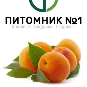 Саженцы абрикоса «Харкот».