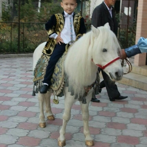 конь белый