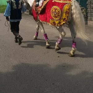 конь белый,   на сундет той.