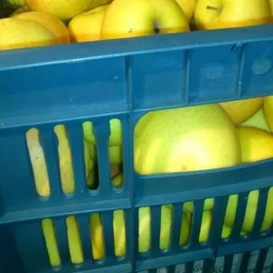 Продаются яблоки (предгорье Заилийского Алатау)