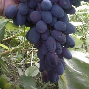 продам саженцы винограда черной смородины малины грецкого ореха