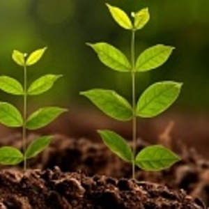 Высокоэффективные,  экологически чистые стимуляторы роста растений и м