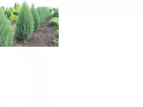 Можжевельник Виргинский (лат. Juniperus virginiana ),  саженцы 2