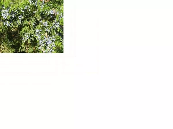 Можжевельник Виргинский (лат. Juniperus virginiana ),  саженцы 3
