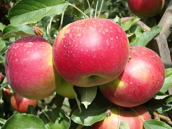Плодоносящие яблони Айдаред. Крупномеры яблонь в Алматы 10000 тг.