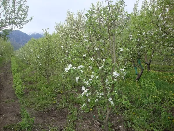 Плодоносящие яблони Айдаред. Крупномеры яблонь в Алматы 10000 тг. 5