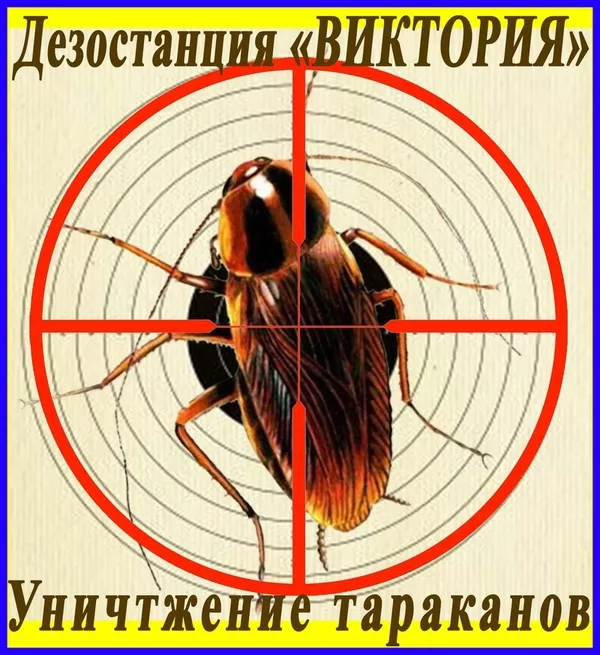 Дезостанция«ВИКТОРИЯ», уничтожение грызунов , насекомых 10