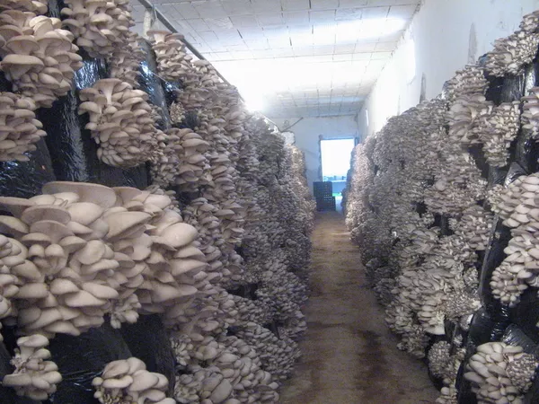 Организуем грибное производство  4