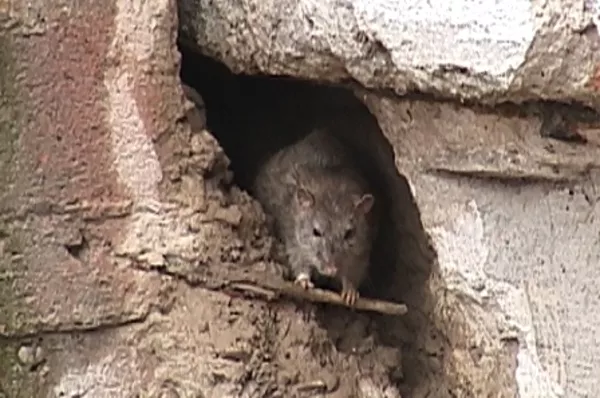уничтожение крыс и мышей в Алматы 2