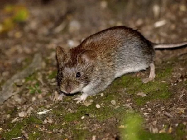 уничтожение крыс и мышей в Алматы 4