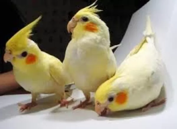 продаются попугаи разных видов