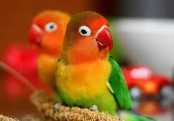 продаются попугаи разных видов 2