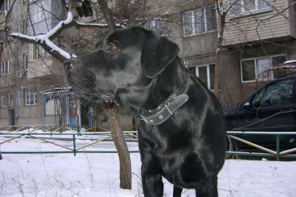 Щенки Лабрадора с отличной родословной 3