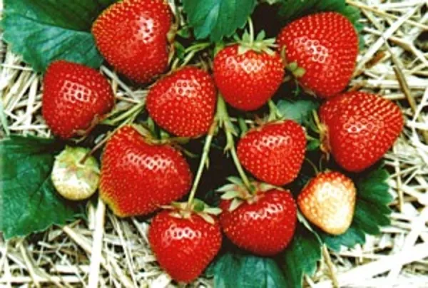 Саженцы плодово-ягодных культур в Алматы 6