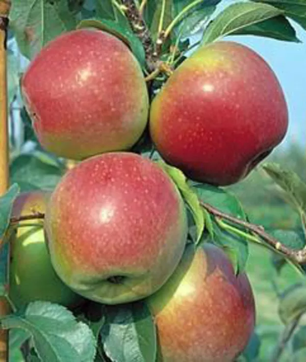 Саженцы яблони Лигол (Польша)