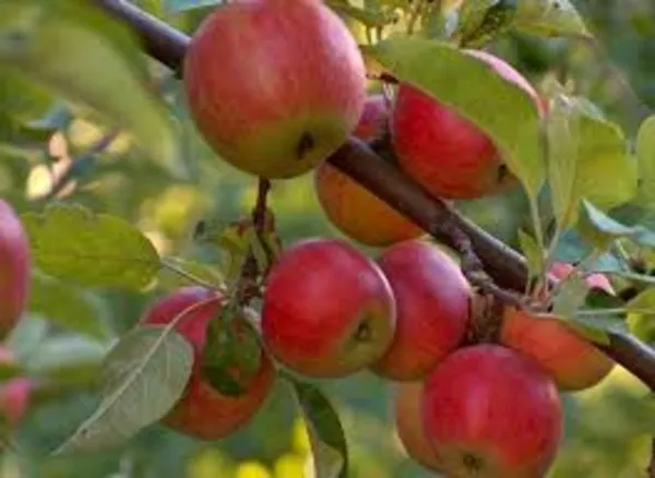 Саженцы яблони Лигол (Польша) 3
