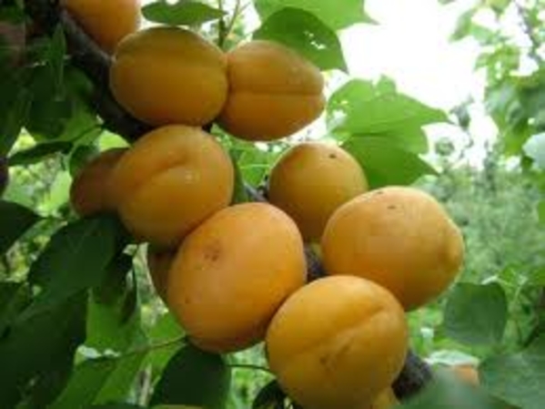 «Продам саженцы абрикоса европейских сортов»