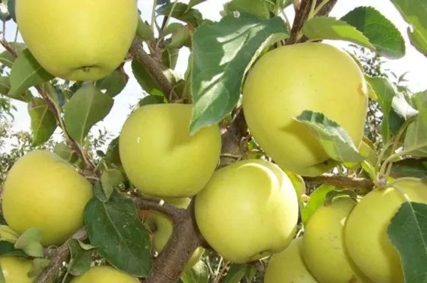 Яблони,  саженцы более 31 сорта карлики и полу карлики! 2