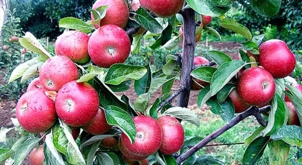 Яблони,  саженцы более 31 сорта карлики и полу карлики! 3