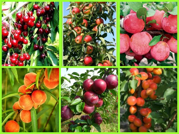 «Саженцы плодовых культур из Европы яблоня,  груша,  слива,  вишня