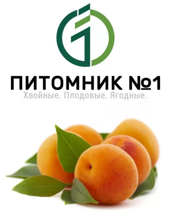 Саженцы абрикоса «Харкот».