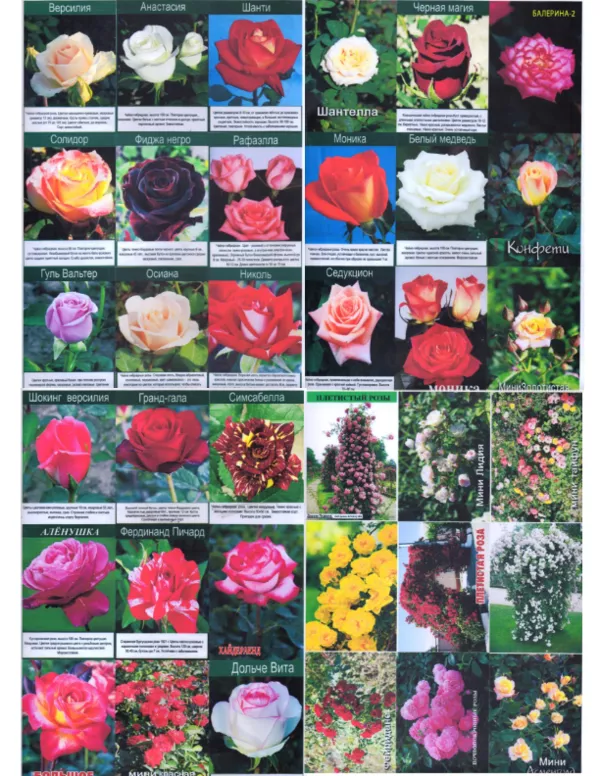 Корневые цветы: розы различных сортов (20 сортов).