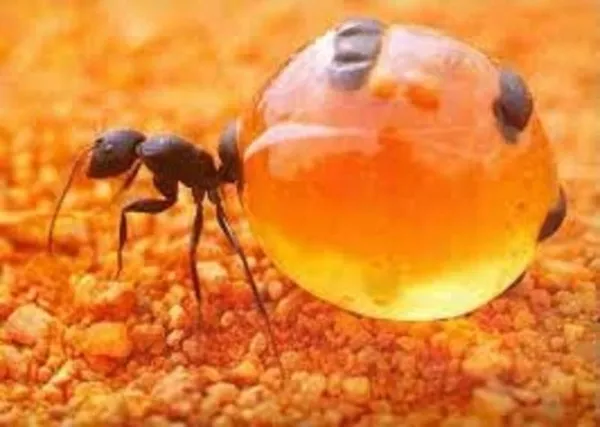 Борьба и уничтожение муравьев в Алматы и Алматинской области