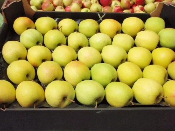 Яблоки из Польши разных сортов.