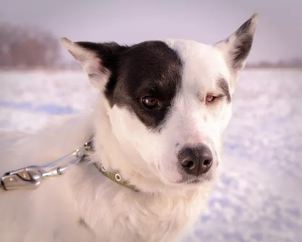 Собака Аляска из приюта 