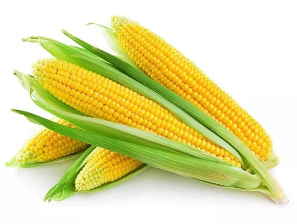 Кукуруза продовольственная на экспорт Казахстан