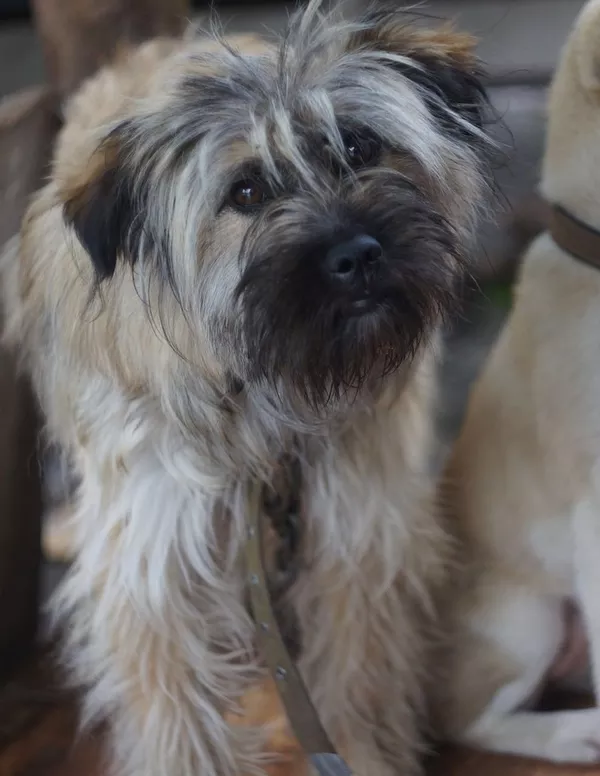 Собаки и щенки. Надежные друзья и охранники для дома и семьи в Алматы