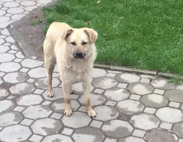 Собаки и щенки. Надежные друзья и охранники для дома и семьи в Алматы 2