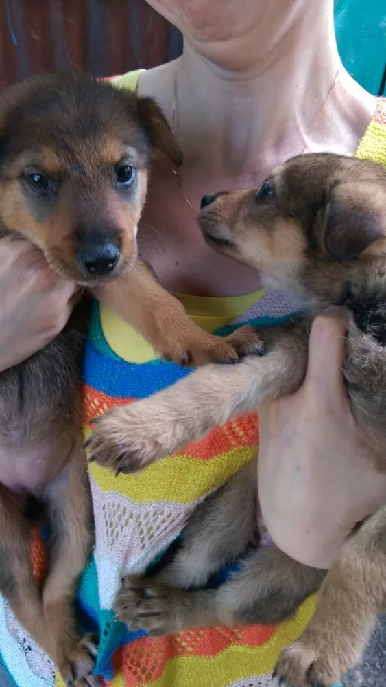 Собаки и щенки. Надежные друзья и охранники для дома и семьи в Алматы 5