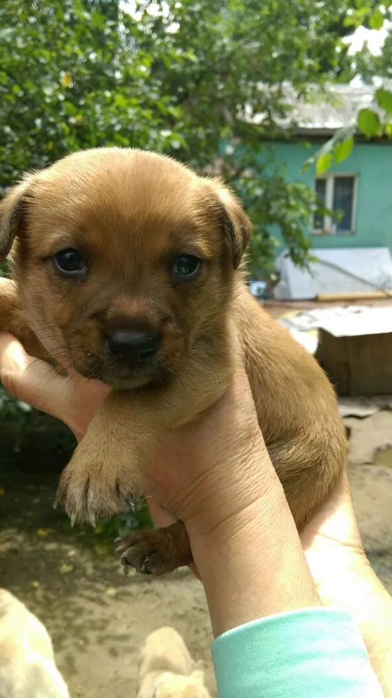 Собаки и щенки. Надежные друзья и охранники для дома и семьи в Алматы 8