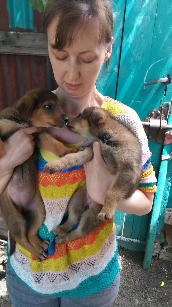Собаки и щенки. Надежные друзья и охранники для дома и семьи в Алматы 9
